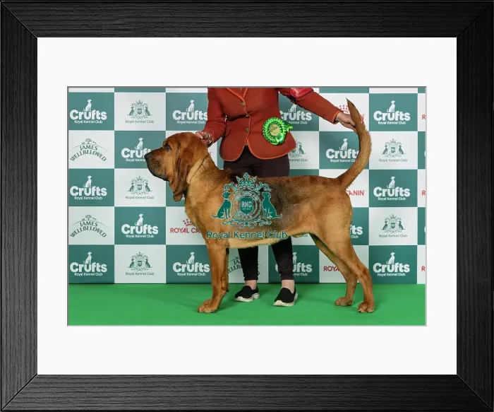 Framed Print : Bloodhound Best of Breed Crufts 2026 Framed Print : Bloodhound Best of Breed Crufts 2026