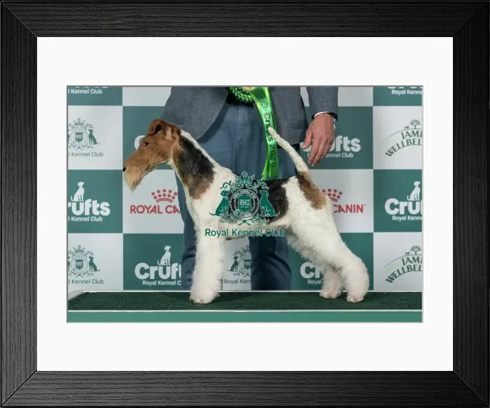 Framed Print : Fox Terrier (Wire) Best of Breed Crufts 2026 Framed Print : Fox Terrier (Wire) Best of Breed Crufts 2026