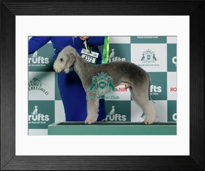 Framed Print : Bedlington Terrier Best of Breed Crufts 2026 Framed Print : Bedlington Terrier Best of Breed Crufts 2026