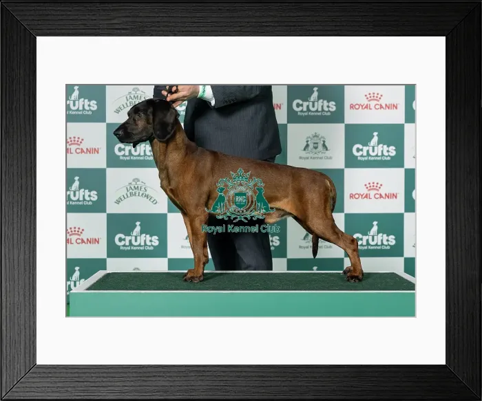 Framed Print : Bavarian Mountain Hound Best of Breed Crufts 2026 Framed Print : Bavarian Mountain Hound Best of Breed Crufts 2026