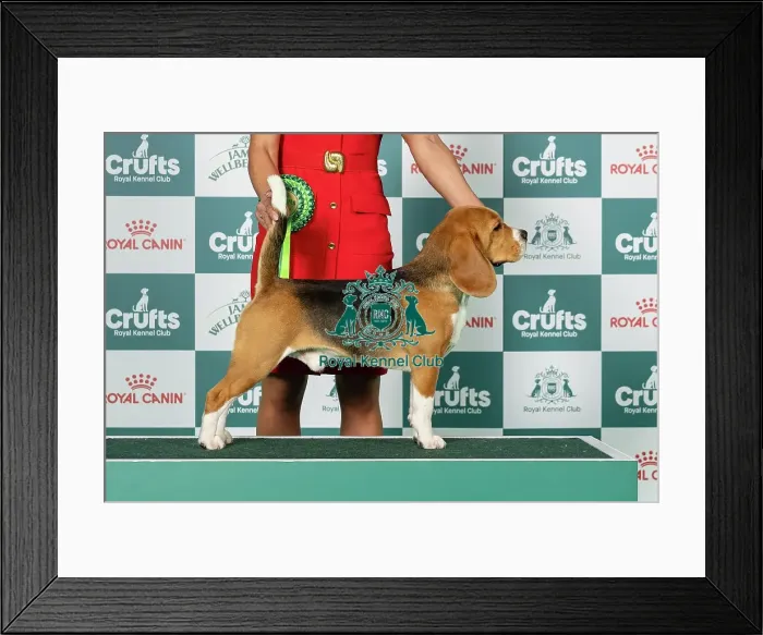 Framed Print : Beagle Best of Breed Crufts 2026 Framed Print : Beagle Best of Breed Crufts 2026