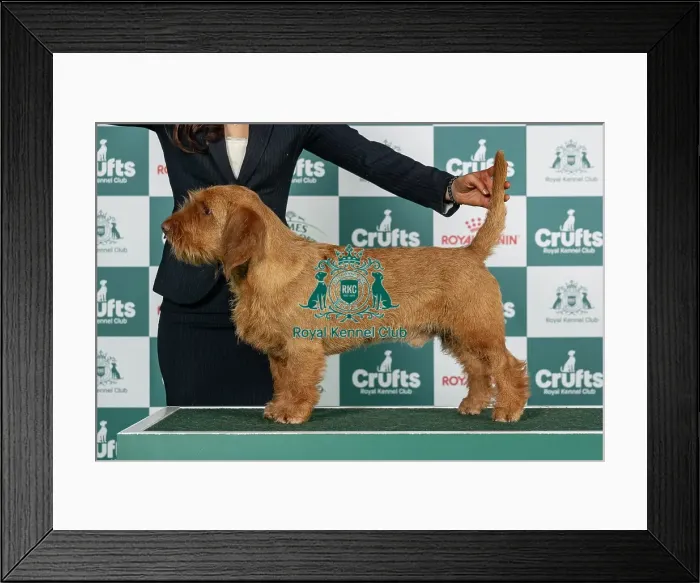 Framed Print : Basset Fauve De Bretagne Best of Breed Crufts 2026