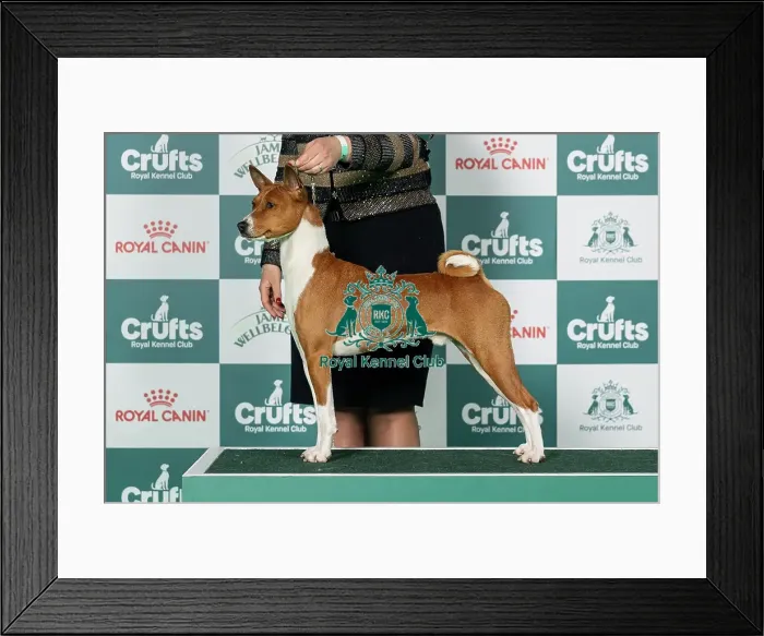 Framed Print : Basenji Best of Breed Crufts 2026 Framed Print : Basenji Best of Breed Crufts 2026