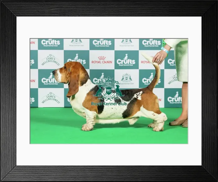 Framed Print : Basset Hound Best of Breed Crufts 2026 Framed Print : Basset Hound Best of Breed Crufts 2026