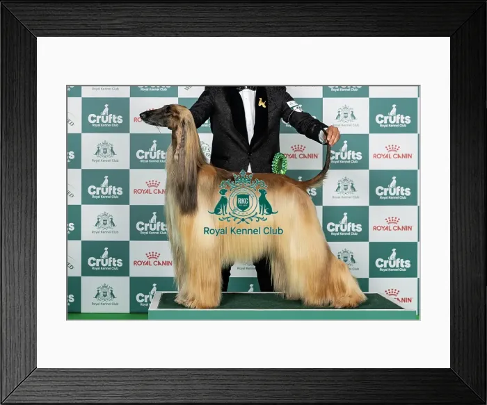 Framed Print : Afghan Hound Best of Breed Crufts 2026 Framed Print : Afghan Hound Best of Breed Crufts 2026