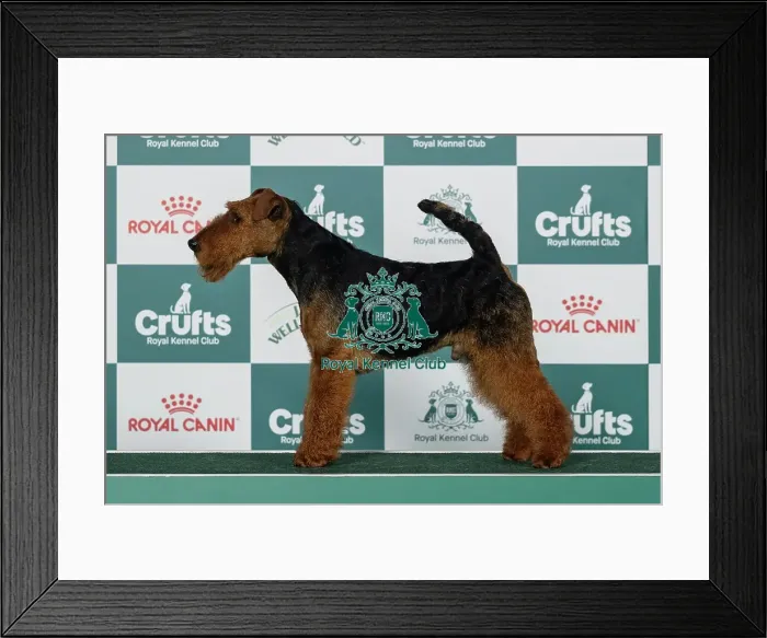 Framed Print : Welsh Terrier Best of Breed Crufts 2026 Framed Print : Welsh Terrier Best of Breed Crufts 2026