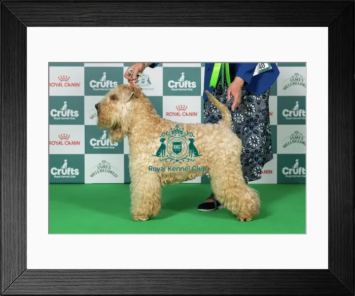 Framed Print : Soft Coated Wheaten Terrier Best of Breed Crufts 2026 Ch Flaxela Perfect Storm (AI) (Mrs P & Mr J Clarke) Framed Print : Soft Coated Wheaten Terrier Best of Breed Crufts 2026 Ch Flaxela Perfect Storm (AI) (Mrs P & Mr J Clarke)