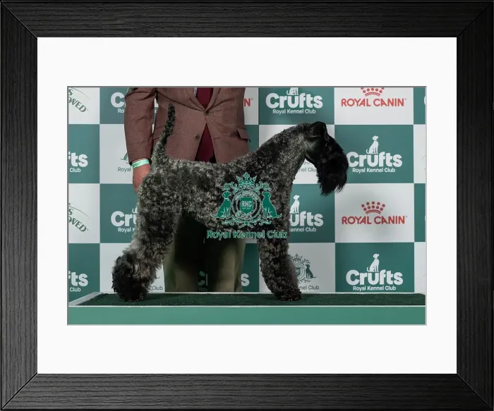 Framed Print : Kerry Blue Terrier Best of Breed Crufts 2026 Framed Print : Kerry Blue Terrier Best of Breed Crufts 2026