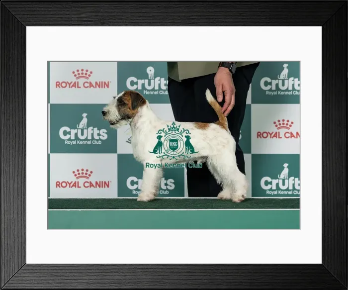 Framed Print : Jack Russell Terrier Best of Breed Crufts 2026 Framed Print : Jack Russell Terrier Best of Breed Crufts 2026