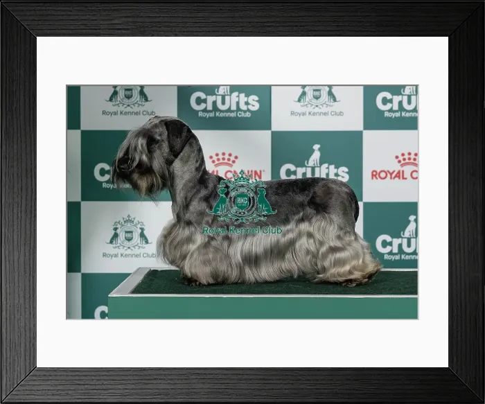 Framed Print : Cesky Terrier Best of Breed Crufts 2026 Framed Print : Cesky Terrier Best of Breed Crufts 2026