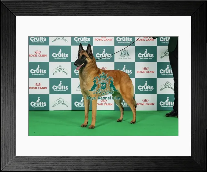 Framed Print : Belgian Shepherd Dog (Malinois) Best of Breed Crufts 2026 Framed Print : Belgian Shepherd Dog (Malinois) Best of Breed Crufts 2026