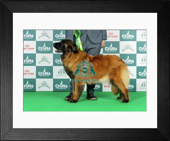 Framed Print : Estrela Mountain Dog Best of Breed Crufts 2026 Framed Print : Estrela Mountain Dog Best of Breed Crufts 2026