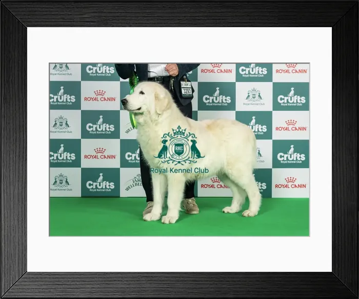 Framed Print : Maremma Sheepdog Best of Breed Crufts 2026 Framed Print : Maremma Sheepdog Best of Breed Crufts 2026