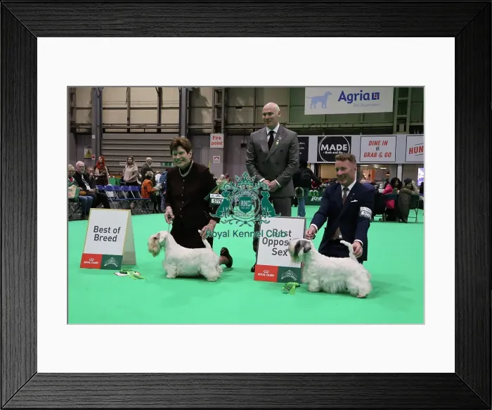 Framed Print : Crufts 2026 Sealyham Terrier, Best of Breed Framed Print : Crufts 2026 Sealyham Terrier, Best of Breed