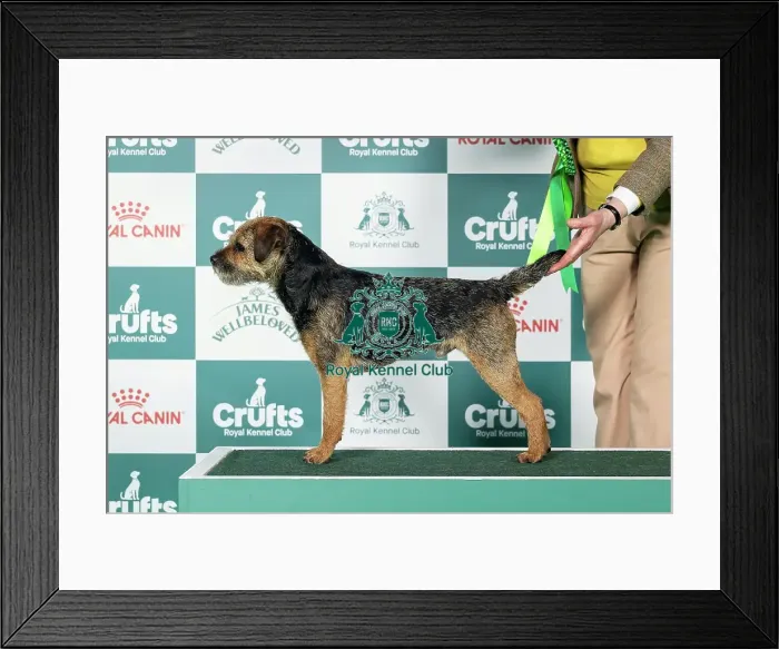 Framed Print : Border Terrier Best of Breed Crufts 2026 Framed Print : Border Terrier Best of Breed Crufts 2026
