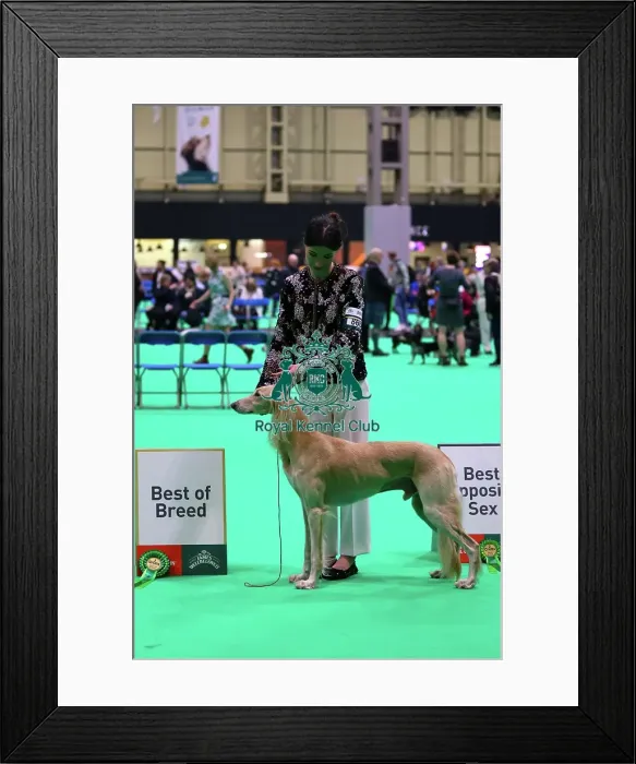 Framed Print : Saluki, Best of Breed - Crufts 2026 Framed Print : Saluki, Best of Breed - Crufts 2026
