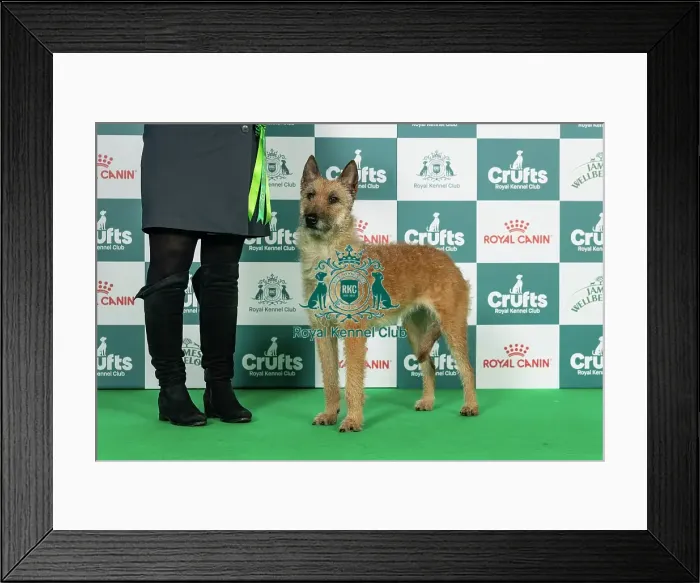 Framed Print : Belgian Shepherd Dog (Laekenois) Best of Breed Crufts 2026 Framed Print : Belgian Shepherd Dog (Laekenois) Best of Breed Crufts 2026