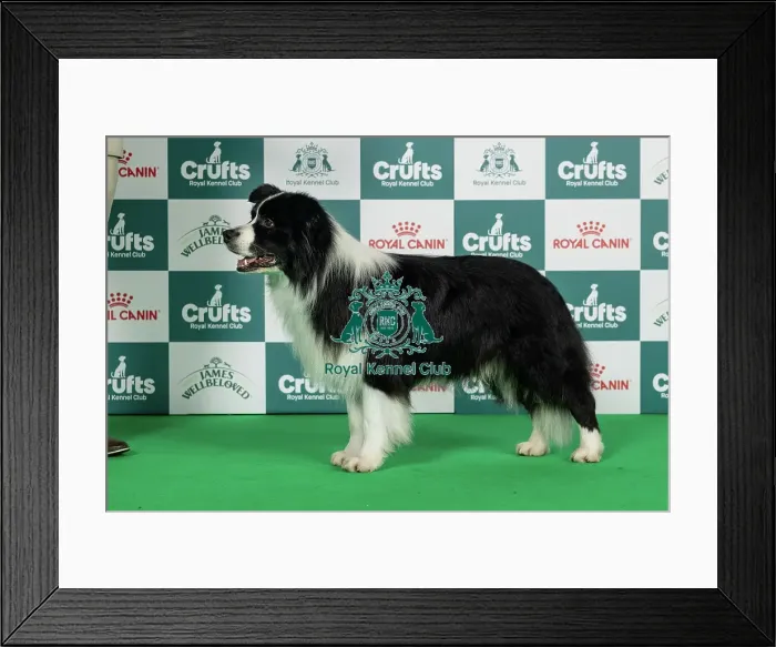 Framed Print : Border Collie Best of Breed Crufts 2026 Framed Print : Border Collie Best of Breed Crufts 2026