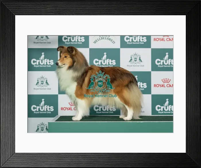 Framed Print : Shetland Sheepdog Best of Breed Crufts 2026 Framed Print : Shetland Sheepdog Best of Breed Crufts 2026