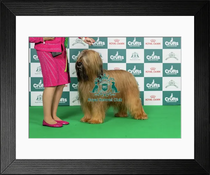Framed Print : Briard Best of Breed Crufts 2026 Framed Print : Briard Best of Breed Crufts 2026