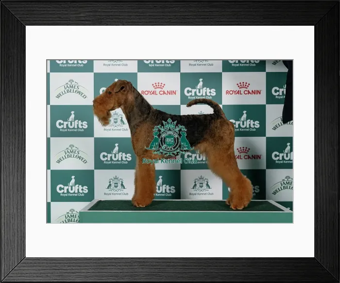 Framed Print : Airedale Terrier Best of Breed Crufts 2026 Framed Print : Airedale Terrier Best of Breed Crufts 2026