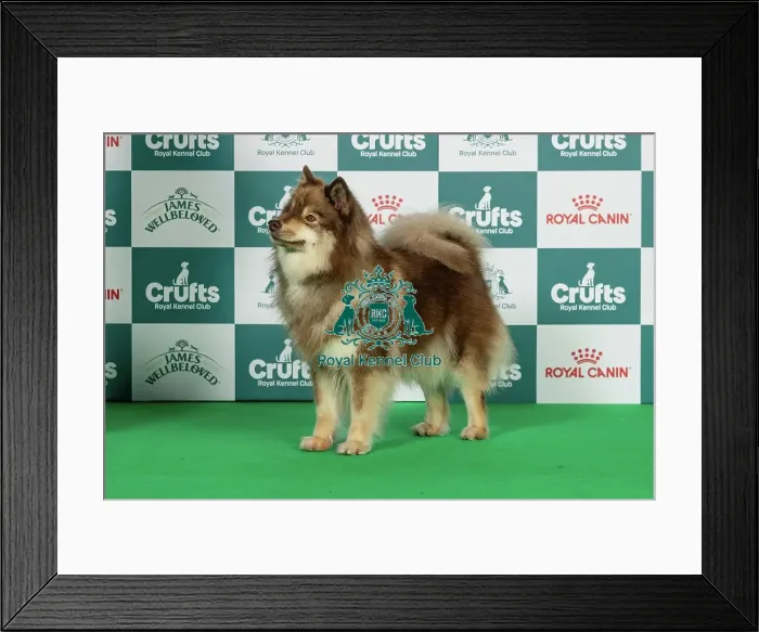 Framed Print : Finnish Lapphund Best of Breed Crufts 2026 Framed Print : Finnish Lapphund Best of Breed Crufts 2026