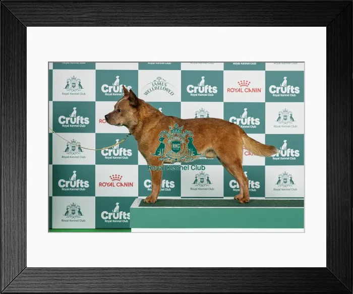 Framed Print : Australian Cattle Dog Best of Breed Crufts 2026 Framed Print : Australian Cattle Dog Best of Breed Crufts 2026