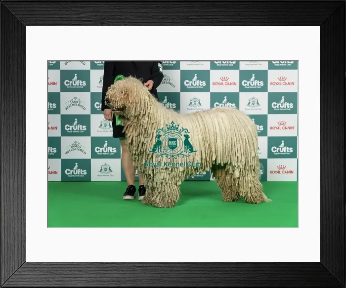 Framed Print : Komondor Best of Breed Crufts 2026 Framed Print : Komondor Best of Breed Crufts 2026