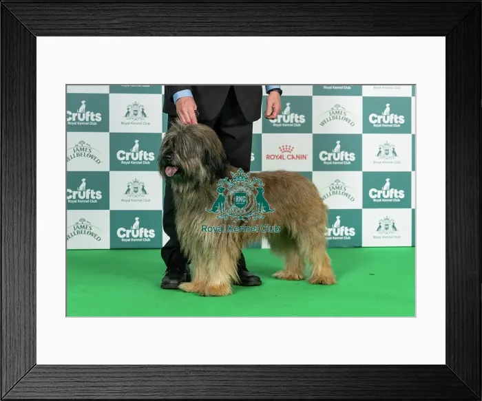 Framed Print : Catalan Sheepdog Best of Breed Crufts 2026 Framed Print : Catalan Sheepdog Best of Breed Crufts 2026