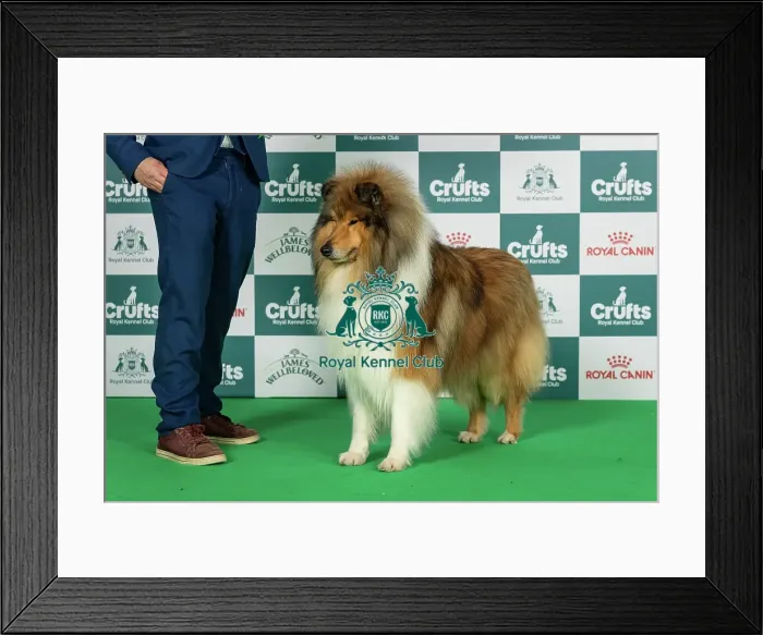 Framed Print : Collie (Rough) Best of Breed Crufts 2026 Framed Print : Collie (Rough) Best of Breed Crufts 2026