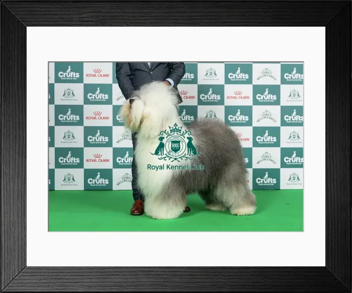 Framed Print : Old English Sheepdog Best of Breed Crufts 2026