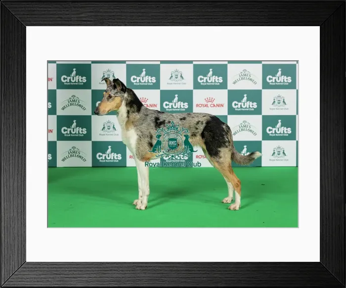 Framed Print : Belgian Shepherd Dog (Laekenois) Best of Breed Crufts 2026 Framed Print : Belgian Shepherd Dog (Laekenois) Best of Breed Crufts 2026