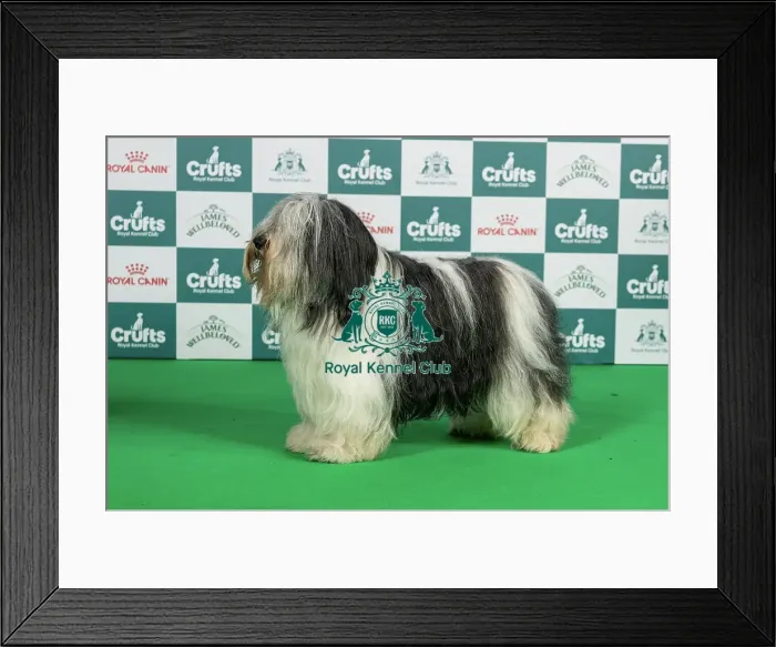 Framed Print : Polish Lowland Sheepdog Best of Breed Crufts 2026