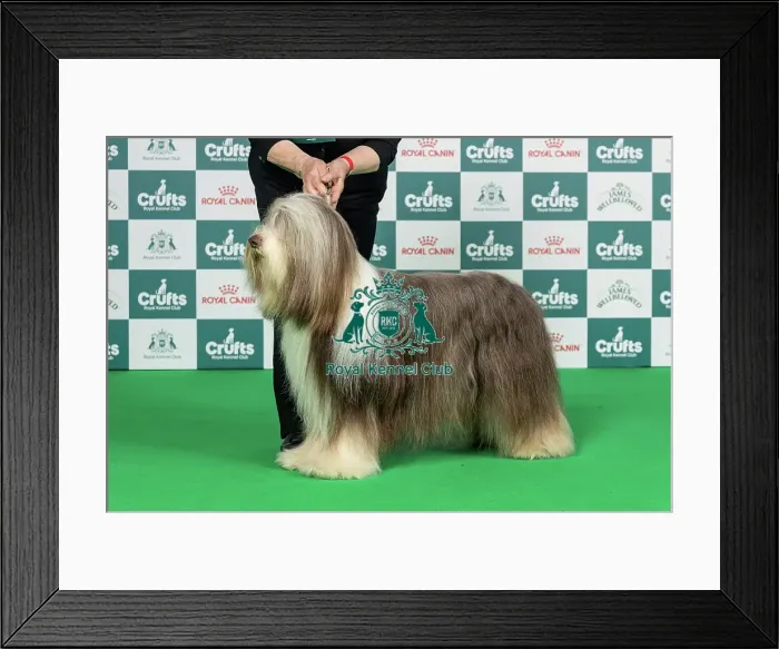Framed Print : Bearded Collie Best of Breed Crufts 2026 Framed Print : Bearded Collie Best of Breed Crufts 2026