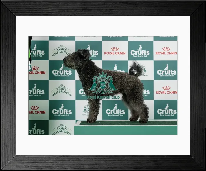 Framed Print : Hungarian Pumi Best of Breed Crufts 2026 Framed Print : Hungarian Pumi Best of Breed Crufts 2026