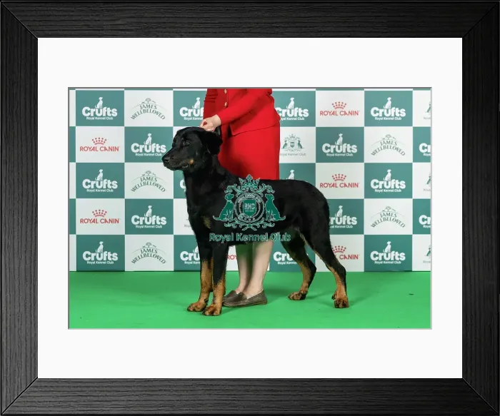 Framed Print : Beauceron Best of Breed Crufts 2026