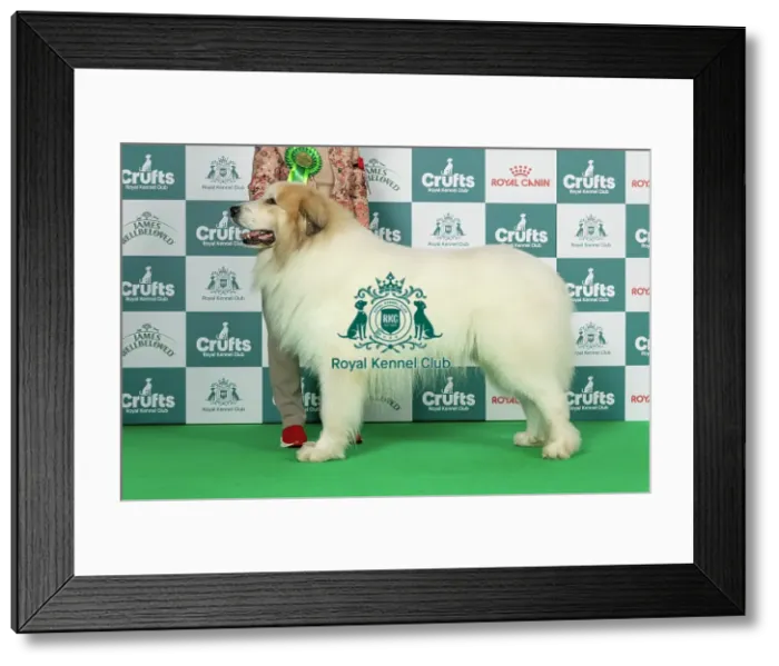 Framed Print : Pyrenean Mountain Dog Best of Breed Crufts 2026 Framed Print : Pyrenean Mountain Dog Best of Breed Crufts 2026