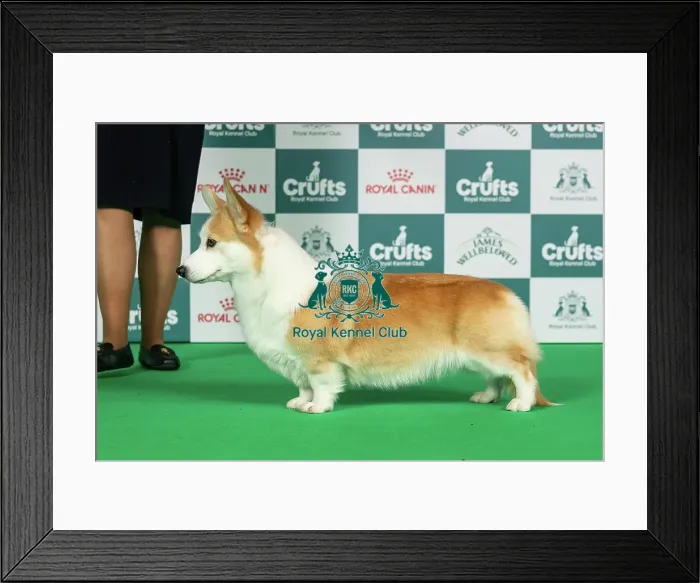 Framed Print : Belgian Shepherd Dog (Laekenois) Best of Breed Crufts 2026 Framed Print : Belgian Shepherd Dog (Laekenois) Best of Breed Crufts 2026