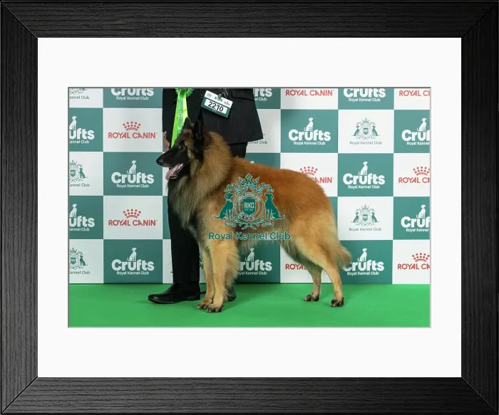 Framed Print : Belgian Shepherd Dog (Tervueren) Best of Breed Crufts 2026 Framed Print : Belgian Shepherd Dog (Tervueren) Best of Breed Crufts 2026