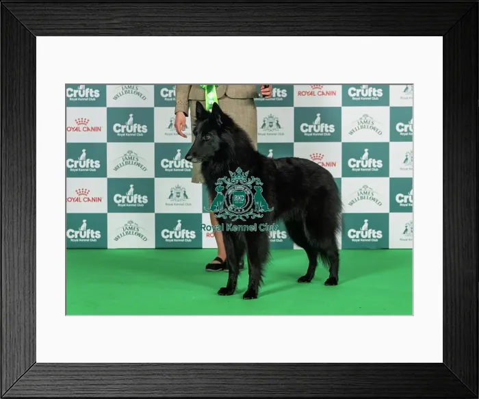 Framed Print : Belgian Shepherd Dog (Groenendael) Best of Breed Crufts 2026 Framed Print : Belgian Shepherd Dog (Groenendael) Best of Breed Crufts 2026