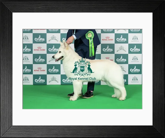 Framed Print : Any Variety Imported Breed Register (Pastoral) Best of Breed Crufts 2026 Framed Print : Any Variety Imported Breed Register (Pastoral) Best of Breed Crufts 2026