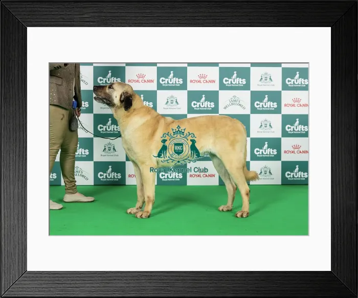Framed Print : Anatolian Shepherd Dog Best of Breed Crufts 2026 Framed Print : Anatolian Shepherd Dog Best of Breed Crufts 2026