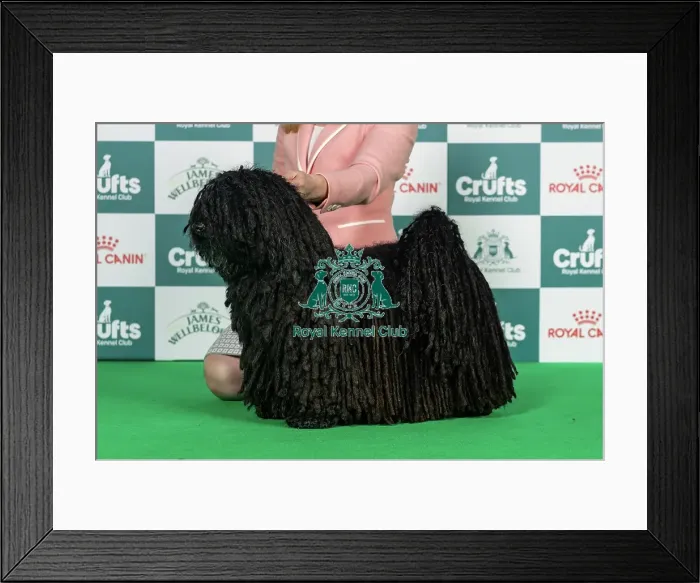 Framed Print : Belgian Shepherd Dog (Laekenois) Best of Breed Crufts 2026 Framed Print : Belgian Shepherd Dog (Laekenois) Best of Breed Crufts 2026