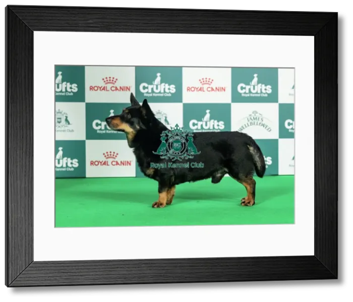Framed Print : Lancashire Heeler Best of Breed Crufts 2026 Framed Print : Lancashire Heeler Best of Breed Crufts 2026