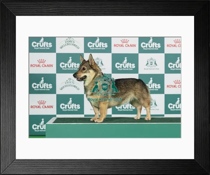 Framed Print : Swedish Vallhund Best of Breed Crufts 2026 Framed Print : Swedish Vallhund Best of Breed Crufts 2026