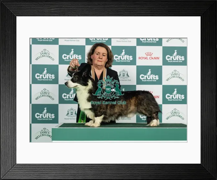 Framed Print : Welsh Corgi (Cardigan) Best of Breed Crufts 2026