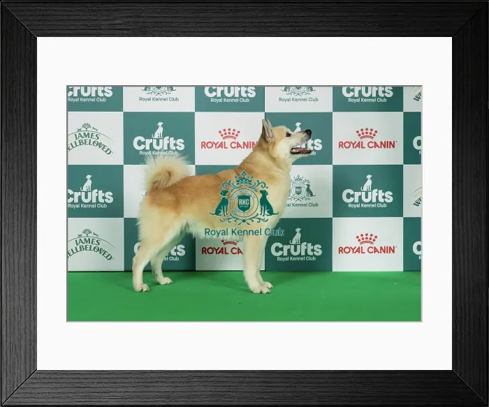 Framed Print : Norwegian Buhund Best of Breed Crufts 2026 Framed Print : Norwegian Buhund Best of Breed Crufts 2026