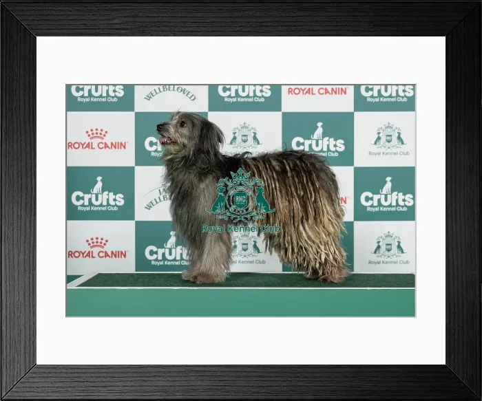 Framed Print : Pyrenean Sheepdog (Long Haired Best of Breed Crufts 2026) Framed Print : Pyrenean Sheepdog (Long Haired Best of Breed Crufts 2026)