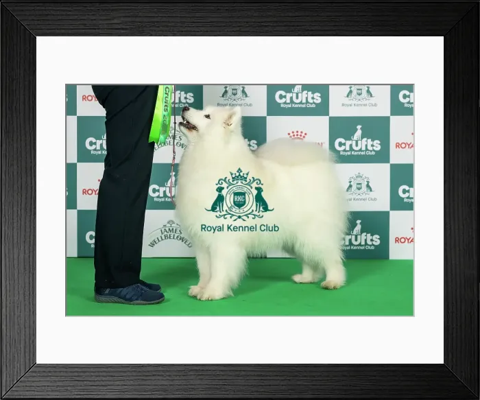 Framed Print : Samoyed Best of Breed Crufts 2026 Framed Print : Samoyed Best of Breed Crufts 2026
