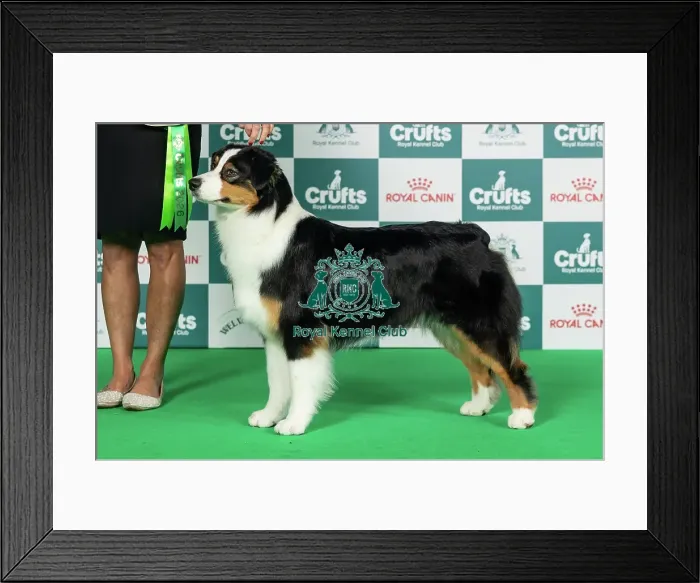 Framed Print : Australian Shepherd Best of Breed Crufts 2026 Framed Print : Australian Shepherd Best of Breed Crufts 2026